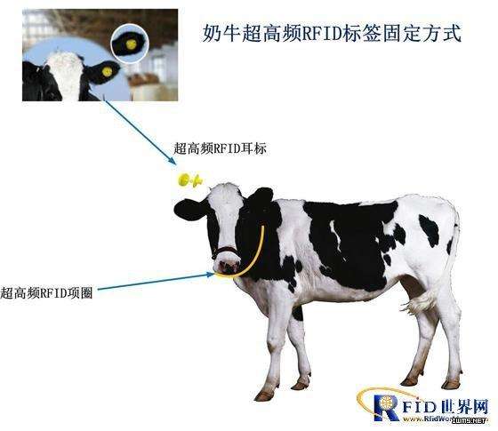 RFID电子标签让奶牛管理变得更加容易